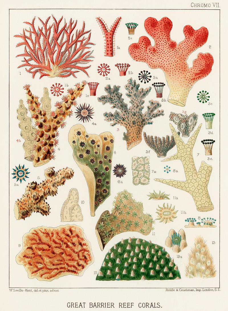 Great Barrier Reef Corals from The Great Barrier Reef of Australia (1893) by William Saville-Kent (1845-1908). Digitally enhanced from our own original edition.
Fig 1 : Seriatopora Hystrix
Fig 2 : Stylopora Palmata
Fig 3 : Pcillpoora Damicornis
Fig 4 : Oculina Fasciculata
Fig 5 : Echinopora horrida
Fig 6 : Echinopora rosularia
Fig 7 : Hydnophora rigida
Fig 8 : Hydnophora
Fig 9-10 : Merulina ampliata
Fig 11 : Lophoseris Cristata
Fig 12 : Gydnophora microcona
Fig 13 : Hydnophora Demidoffi Great Barrier Reef Corals from The Great Barrier Reef of Australia (1893) by William Saville-Kent (1845-1908). Digitally…
