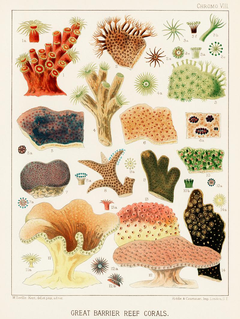 Great Barrier Reef Corals from The Great Barrier Reef of Australia (1893) by William Saville-Kent (1845-1908). Digitally enhanced from our own original edition.
Fig 1 : Dendrophyllai coccinea
Fig 2 : Alveopora Clavaria
Fig 3 : Alveopora Viridia
Fig 4 : Dendrophyllia axifuge
Fig 5 : Montipora Foliosa
Fig 6 : Montipora expansa
Fig 7 : Porites astroeoides
Fig 8 : Porites Divaricata
Fig 9 : Porites Furcata
Fig 10 : Montipora verrucosa
Fig 11 : Turbinaria Patula
Fig 12 : Turbinaria Peltata
Fig 13 : Turbinaria Punctifera
Fig 14 : Turbinaria Cinerascens Great Barrier Reef Corals from The Great Barrier Reef of Australia (1893) by William Saville-Kent (1845-1908). Digitally…