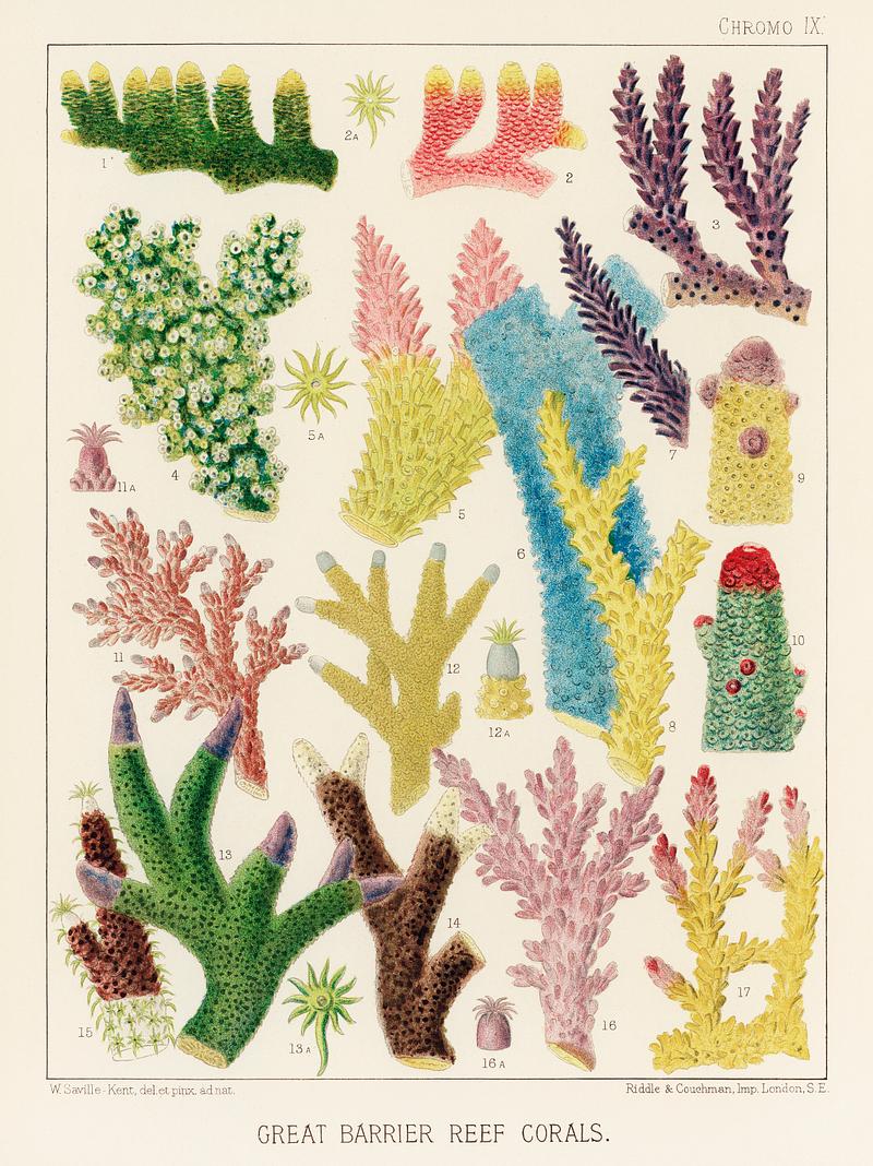 Great Barrier Reef Corals from The Great Barrier Reef of Australia (1893) by William Saville-Kent (1845-1908). Digitally enhanced from our own original edition.
Fig 1-2: Madrepora Prostrata
Fig 3: Madrepora Kenti
Fig 4: Madrepora Ornata
Fig 5: Madrepora Decipiens
Fig 6: Mdrepora Laxa
Fig 7: Madrepora secunda
Fig 8 : Madrepora Grandis
Fig 9-10: Madrepora Gemmifera
Fig 11: Madrepora Elseyi
Fig 12: Madrepora Pulchra
Fig 13-15: Madrepora Hebes
Fig 16: Madrepora Scabrosa
Fig 17: Madrepora Divaricata Great Barrier Reef Corals from The Great Barrier Reef of Australia (1893) by William Saville-Kent (1845-1908). Digitally…
