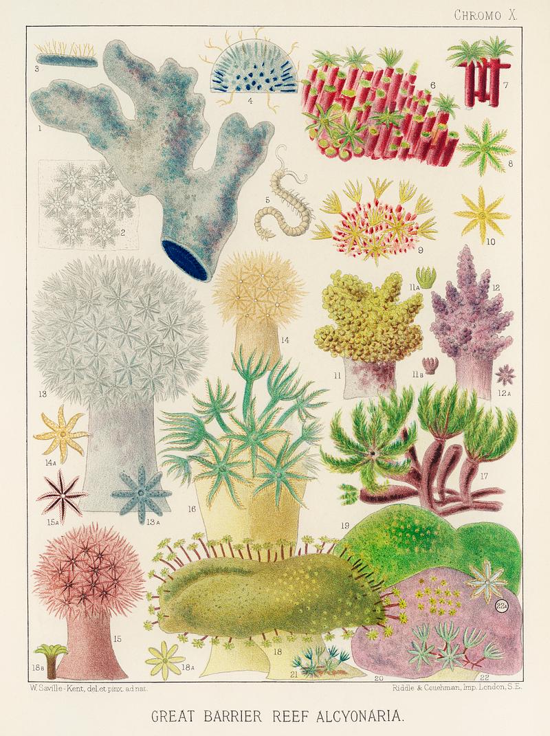 Great Barrier Reef Alcyonaria from The Great Barrier Reef of Australia (1893) by William Saville-Kent (1845-1908). Digitally enhanced from our own original edition.
Fig 1-5: Blue coral, Heliopora coerulea
Fig 6-8: Organ pipe coral, tubipora musica
Fig 9-10: Cornularia tubiporoides
Fig 11-12: Spongodes
Fig 13: Xenia Elongata
Fig 14: Xenia ochracea
Fig 15: Xenia Brunnea
Fig 16: Xenia Pulsitans
Fig 17: Clavularia viridis
Fig 18-20: Sarcophyton Glaucum
Fig 21: Cornularia pavo
Fig 22: Cornularia Glauca Great Barrier Reef Alcyonaria from The Great Barrier Reef of Australia (1893) by William Saville-Kent (1845-1908). Digitally…