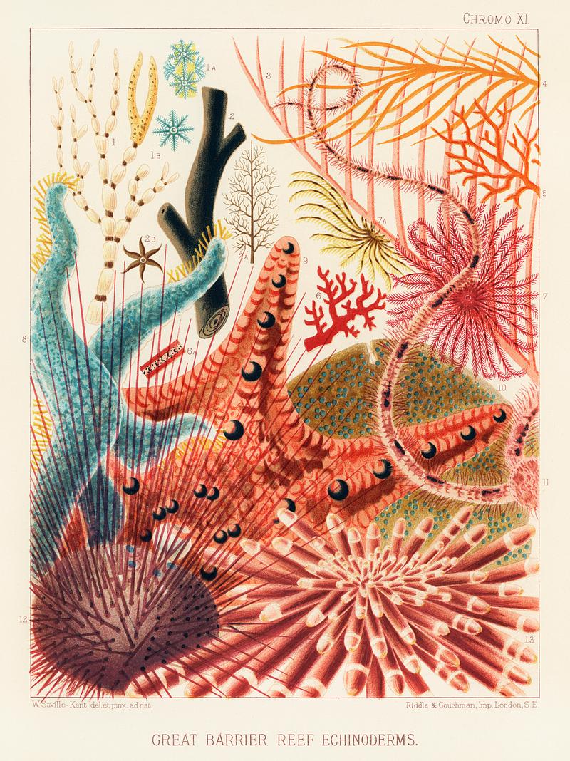 Great Barrier Reef Echinoderms from The Great Barrier Reef of Australia (1893) by William Saville-Kent (1845-1908). Digitally enhanced from our own original edition.
Fig 1: Isis Hippuris
Fig 2: Queensland black coral, Antipathes abies
Fig 3: Ctenocella Pectinata
Fig 4: Gorgonia Australiensis
Fig 5: Melitodes Ochracea
Fig 6: Distichopora coccinea
Fig 7: Feather Star-fishes, Antedon
Fig 8: Blue Star fish, Linckia Loevigata
Fig 9: Nodose Cushion-star, Oreaster nodosus
Fig 10: Gemmiferous Cushion-Star, Culcita grex
Fig 11: Long armed brittle star, ophiomastix annulosa
Fig 12: Needle Urchin, Disdema setosa
Fig 13: Slate pencil Urchin, Heterocentrotus mammillatus Great Barrier Reef Echinoderms from The Great Barrier Reef of Australia (1893) by William Saville-Kent (1845-1908). Digitally…