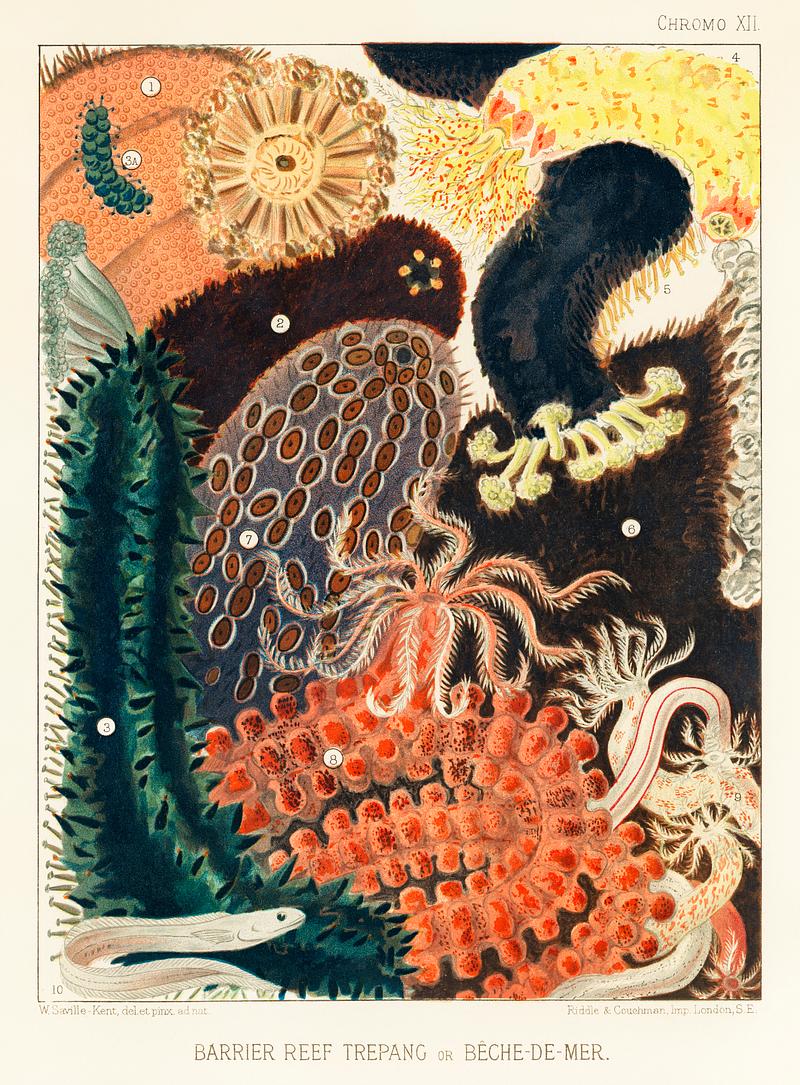 Barrier Reef Trepang or Bêche-de-Mer from The Great Barrier Reef of Australia (1893) by William Saville-Kent (1845-1908). Digitally enhanced from our own original edition.
Fig 1-2: Red fish, Actinopyga obesa
Fig 3: Green Prickly-fish, Stichopus Chloronotus
Fig 4: Colochirus Anceps
Fig 5: Holothurisa Coluber
Fig 6: Black fish, Antinopyga polymorpha
Fig 7: Leopard, Spotted fish, Holothuria argus
Fig 8: Gaint Synapta, beselii
Fig 9: Synapta
Fig 10: Glass Eel, Fierasfer Barrier Reef Trepang or Bêche-de-Mer from The Great Barrier Reef of Australia (1893) by William Saville-Kent (1845…