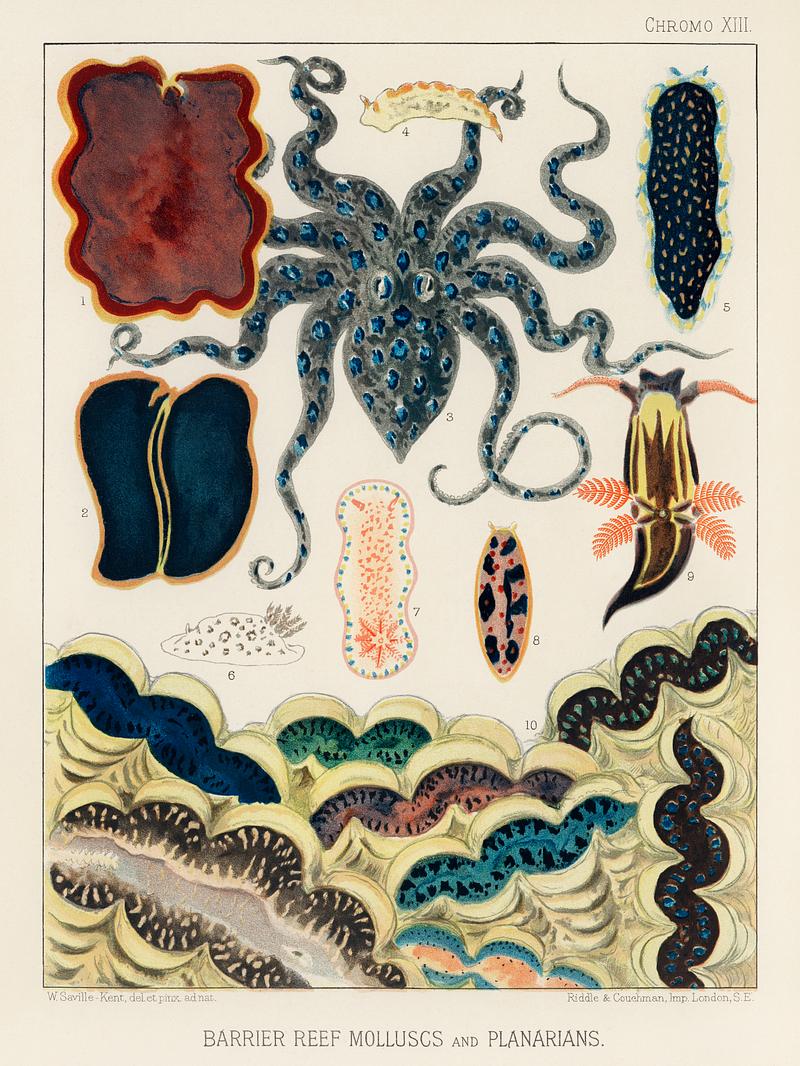 Barrier Reef Molluscs and Planarians from The Great Barrier Reef of Australia (1893) by William Saville-Kent (1845-1908). Digitally enhanced from our own original edition.
Fig 1: Flat worm, Pseudoceros Kentii
Fig 2: Planarian, Pseudoceros Dimidiatus
Fig 3: Blue spotted Octopus, Octopus Pictus
Fig 4: Sea-hare, Aplysia
Fig 5: Protheceroeus flavomaculatus
Fig 6-7: Nudibranchiate Mollusc, Doris
Fig 8: Nudibranchiate Mollusc, Gen
Fig 9: Nudibranchiate Mollusc, Ancula
Fig 10: Furbelow clams, Tridacna Compressa Barrier Reef Molluscs and Planarians from The Great Barrier Reef of Australia (1893) by William Saville-Kent (1845-1908).…