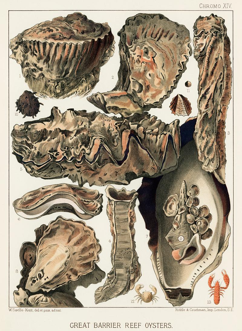 Great Barrier Reef Oysters from The Great Barrier Reef of Australia (1893) by William Saville-Kent (1845-1908). Digitally enhanced from our own original edition.
Fig 1: Coral Rock Oyster, Ostrea Mordax
Fig 2: Cucullata
Fig 3-4: Trap-door Oysters, Ostrea Mordax, Cornucopioeformis
Fig 5: Cockscomb Oyster, Ostrea crista-galli
Fig 6: Saddle Oyster, Ostrea Sellaformis
Fig 7: Black-edged Oyster, ostrea nigro-marginata
Fig 8: Urosalpinx Pavice
Fig 9: Potamides eberninus
Fig 10-11: Ostrea Glomerata
Fig 12: Pea-crab, Pinnotheres
Fig 13: Crustacean, Alpheus avarus Great Barrier Reef Oysters from The Great Barrier Reef of Australia (1893) by William Saville-Kent (1845-1908). Digitally…