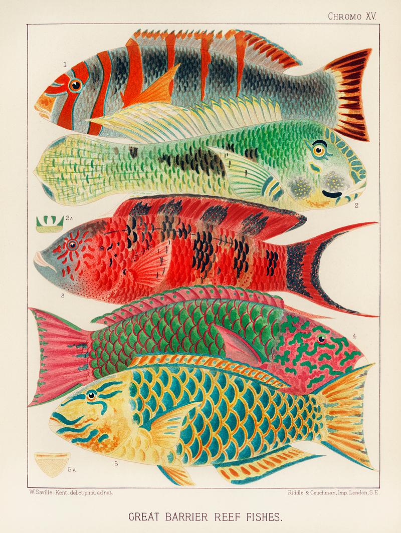 Great Barrier Reef Fishes from The Great Barrier Reef of Australia (1893) by William Saville-Kent (1845-1908). Digitally enhanced from our own original edition.
Fig 1: Orange banded parrot fish, Xiphochilus Fasciatus
Fig 2: Hodgkinson's parrot fish, Choerops Hodgkinsonii
Fig 3: Scarlet banded Parrot fish, Cheilinus fasciatus
Fig 4-5: Surf Parrot fish, Pseudoscarus rivulatus Great Barrier Reef Fishes from The Great Barrier Reef of Australia (1893) by William Saville-Kent (1845-1908). Digitally…