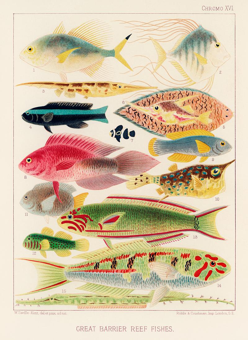 Great Barrier Reef Fishes from The Great Barrier Reef of Australia (1893) by William Saville-Kent (1845-1908). Digitally enhanced from our own original edition.
Fig 1: Fringe-finned Trevally, Caranx ridiatus, MacLeay
Fig 2: Dismond Trvally, Caranx Gallus, Lin
Fig 3: Needle fish, amphisile scuata
Fig 4: Blue banded coral fish, Labroides bicincta
Fig 5: Striped Sole, Solea heterorhina, BLK
Fig 6: Trigger fish, Centriscus scolopax, Cuv
Fig 7: Banded Amphiprion, Amphiprion Clarkin (juv), Benn
Fig 8: Crimson Coral Fish, Polyacanthus Queenslandioe
Fig 9: Gold finned Coral fish, Labroides Aurpinna
Fig 10: Horned trunk Fish, Ostracion cornutun, Lin
Fig 11: Yellow tailed Glyphidodon, Glyphidodon Luteo-caudata
Fig 12: crimson spotted goby, Gobius Douglasi
Fig 13: Crimson scribbled Coral fish, Julis lunaris
Fig 14: Blue breasted coral fish, Julis Cyano-ventor
Fig 15: Alligator Pipe Fish, Gastrotokeus biaculeata, Bl Great Barrier Reef Fishes from The Great Barrier Reef of Australia (1893) by William Saville-Kent (1845-1908). Digitally…