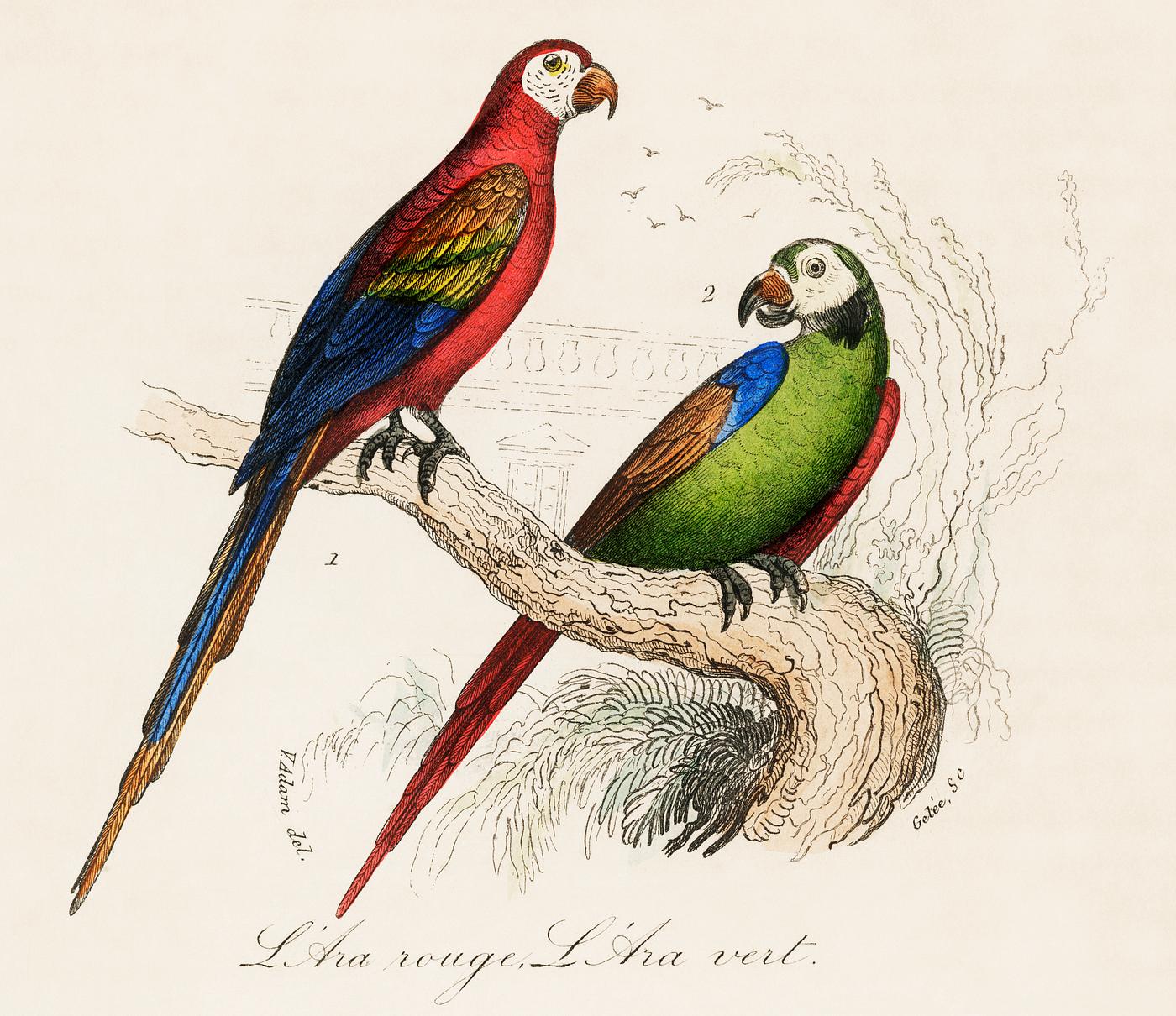 Scarlet and Green Macaw from Oeuvres complètes de Buffon (1860). Digitally enhanced from our own original plate. Scarlet and Green Macaw from Oeuvres complètes de Buffon (1860). Digitally enhanced from our own original plate.