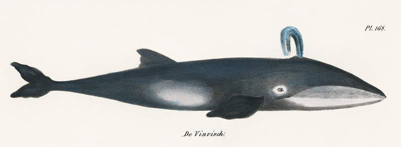 Vintage whale poster Whale from Natural History Pictures of the Mammals (1824) by Heinrich Rudolf Schinz. Digitally enhanced from our own original…