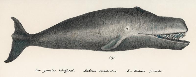 Bowhead Whale Original Antique Ocean Marine Mammal Handcolored Sealife Lithograph (1824). Digitally enhanced from our own original plate. Bowhead Whale Original Antique Ocean Marine Mammal Handcolored Sealife Lithograph (1824). Digitally enhanced from our own…