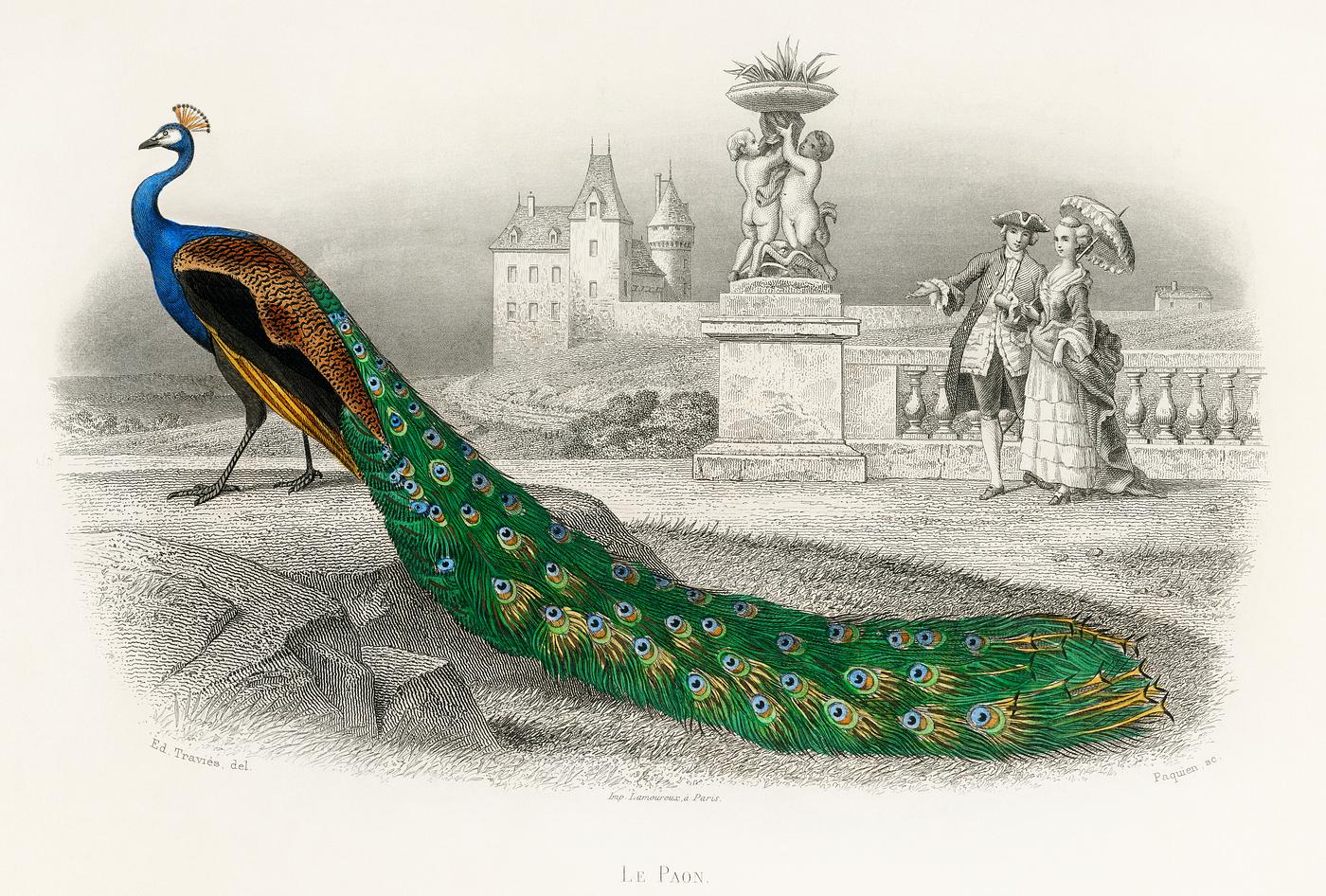 Majestically colored portrait of a peacock. Digitally enhanced from our own original plate. Majestically colored portrait of a peacock. Digitally enhanced from our own original plate.