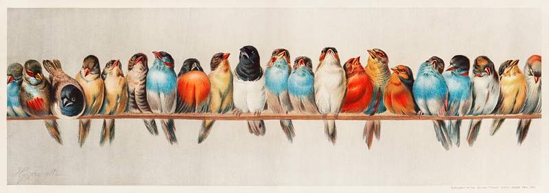 A Perch of Birds vintage illustration wall art print and poster design remix from original artwork.