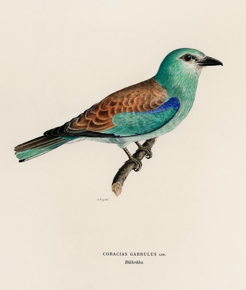 Coracias Garrulus Lin (European Roller) by Magnus Von Wright (1836), an isolated portrait of an European roller. Digitally enhanced from our own original plate. Coracias Garrulus Lin (European Roller) by Magnus Von Wright (1836), an isolated portrait of an European roller. Digitally…