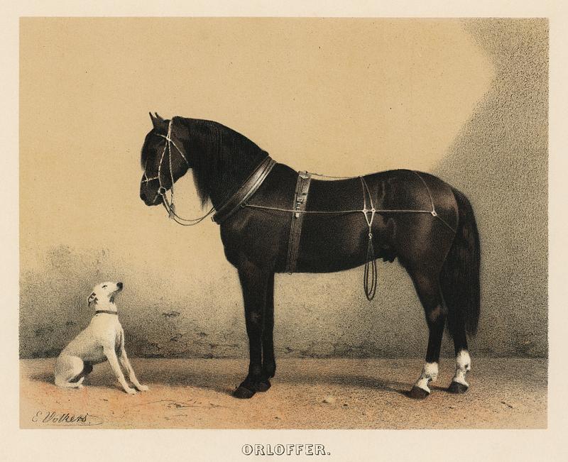 Orloffer (Orloff Horse) by Emil Volkers (1880), an illustration of a black horse and a white dog. Digitally enhanced from our own original plate. Orloffer (Orloff Horse) by Emil Volkers (1880), an illustration of a black horse and a white dog. Digitally enhanced from our…