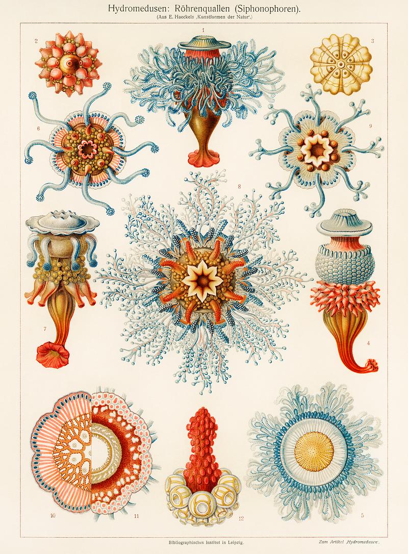 Hydromedusen: Röhrenquallen (Siphonophoren), translated Tube Jellyfish, from The Meyers Großes Konversations-Lexikon (1905). Digitally enhanced from our own original plate. Hydromedusen: Röhrenquallen (Siphonophoren), translated Tube Jellyfish, from The Meyers Großes Konversations…