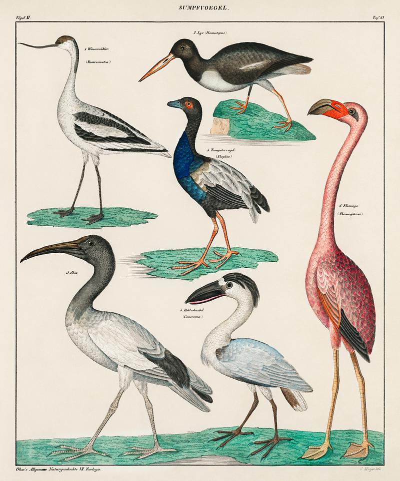 Oken’s Allgemeine Naturgeschichte by Lorenz Oken, published in 1843, a lithograph of pied avocet and oystercatcher. Digitally enhanced from our own original plate. Oken’s Allgemeine Naturgeschichte by Lorenz Oken, published in 1843, a lithograph of pied avocet and oystercatcher.…