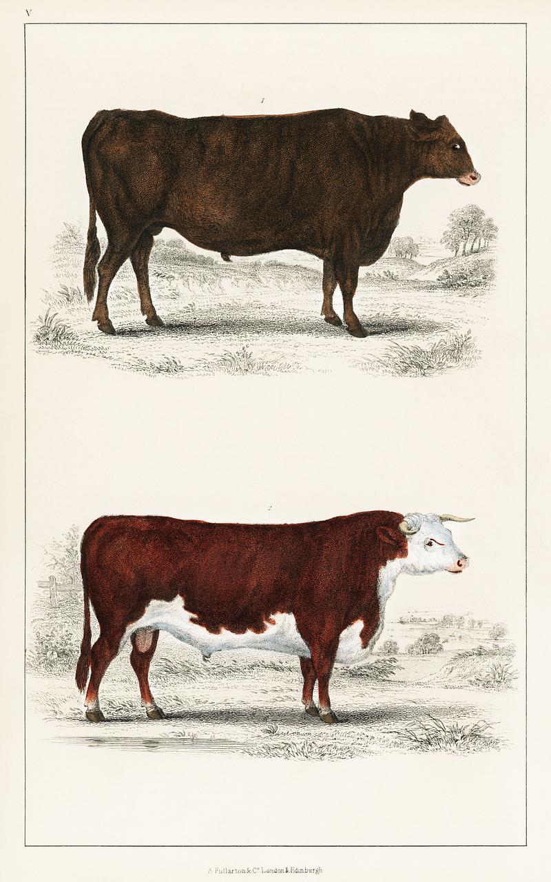 Animated Nature (1855), a portrait of an ox and a bull. Digitally enhanced from our own original plate. Animated Nature (1855), a portrait of an ox and a bull. Digitally enhanced from our own original plate.