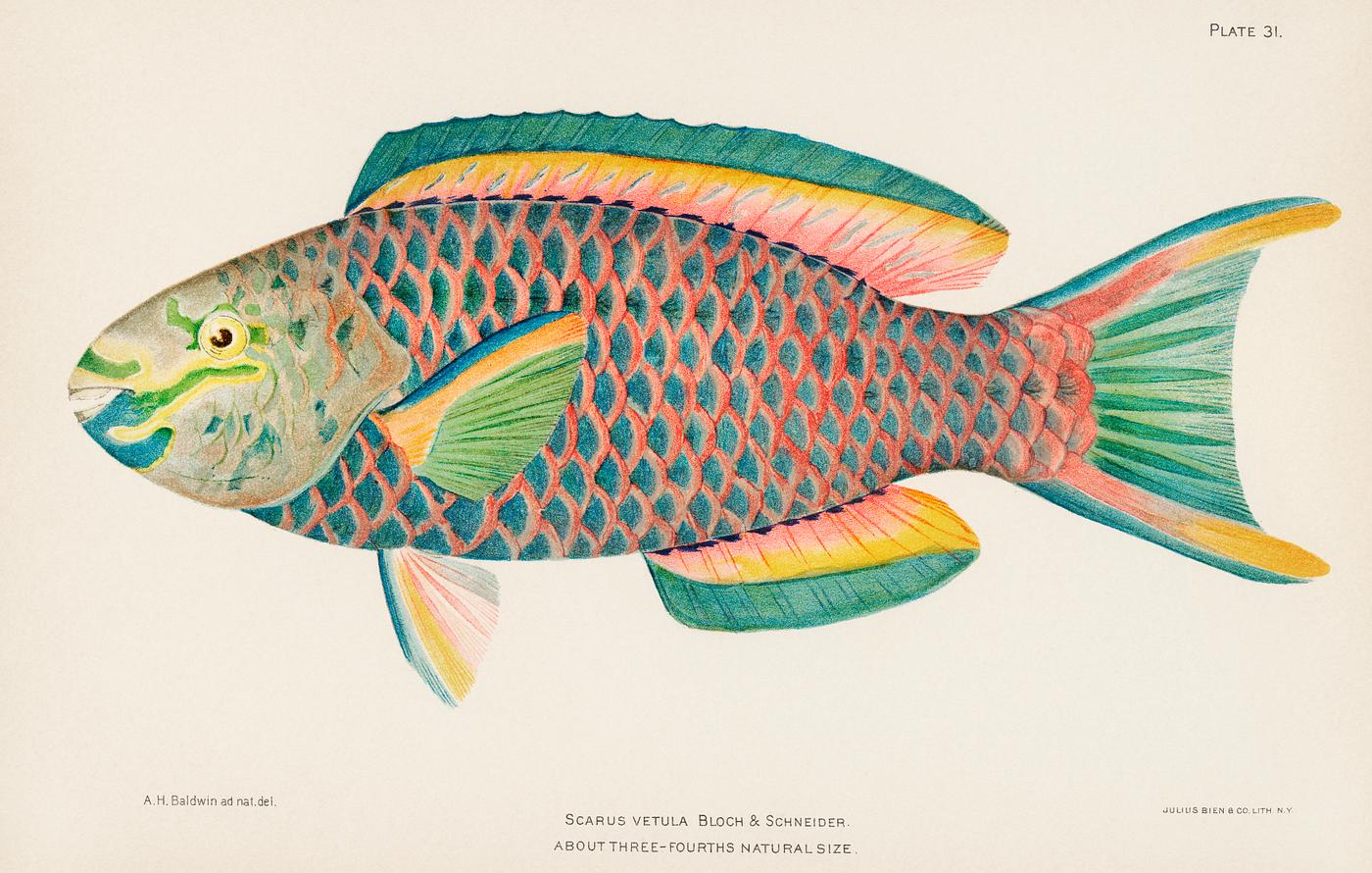 Rare Antique Tropical Fish Queen Parrot by Henry Baldwin (1899), a beautifully colored exotic fish isolated. Digitally... Rare Antique Tropical Fish Queen Parrot by Henry Baldwin (1899), a beautifully colored exotic fish isolated. Digitally...