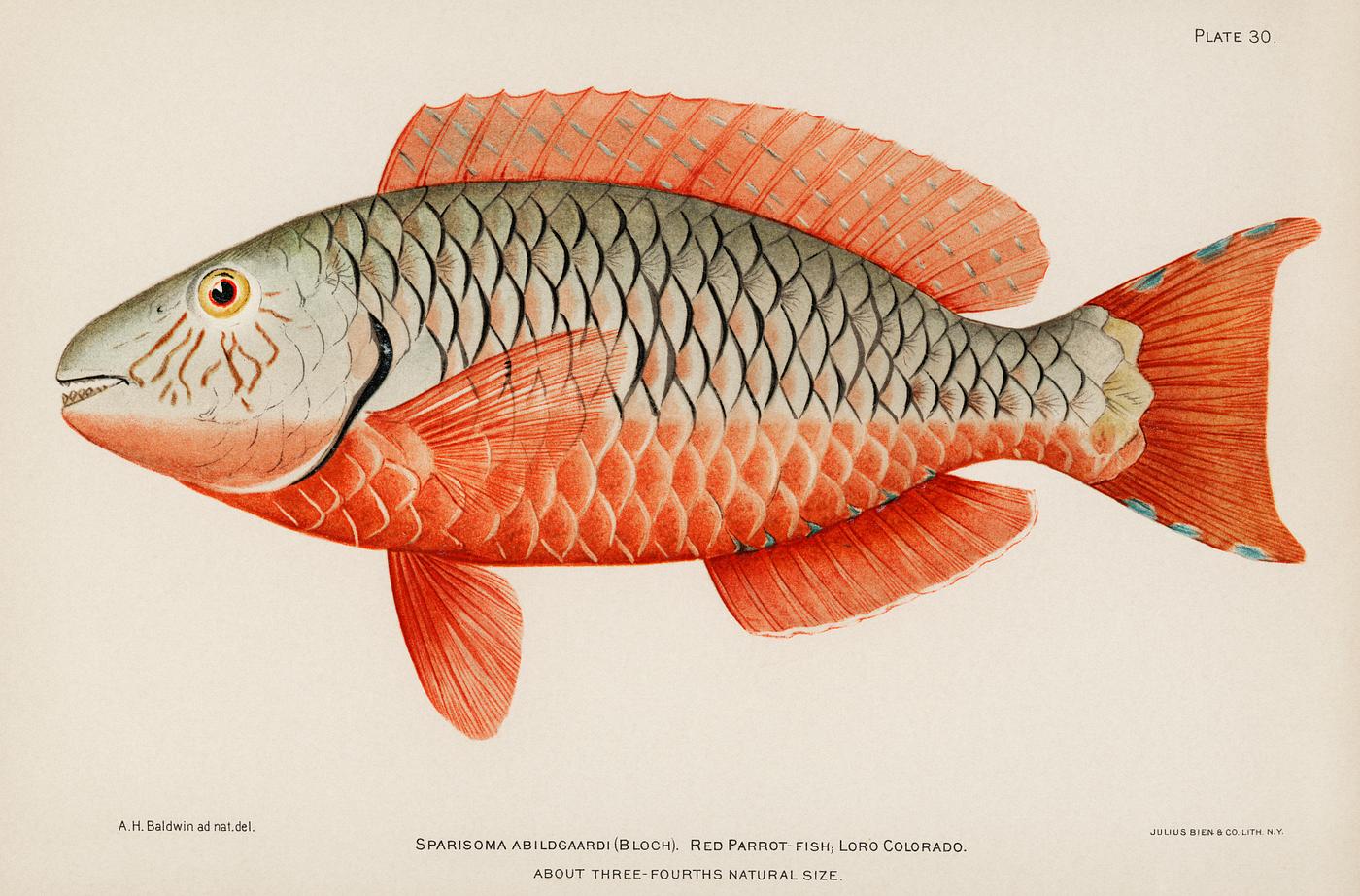Rare Antique Tropical Fish Queen Parrot Bright Original Bien Scarce by Henry Baldwin (1899), a beautifully colored exotic... Rare Antique Tropical Fish Queen Parrot Bright Original Bien Scarce by Henry Baldwin (1899), a beautifully colored exotic...