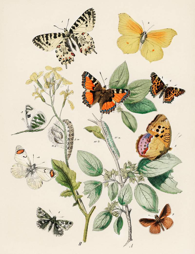 Illustrations from the book of European Butterflies and Moths by William Forsell Kirby (1882), a kaleidoscope of fluttering…