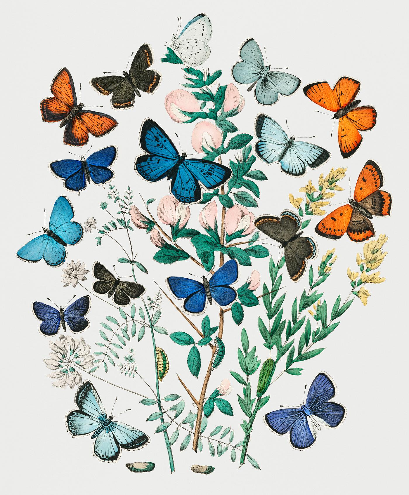 Vintage Illustration of the book European Butterflies and Moths. Vintage Illustration of the book European Butterflies and Moths.