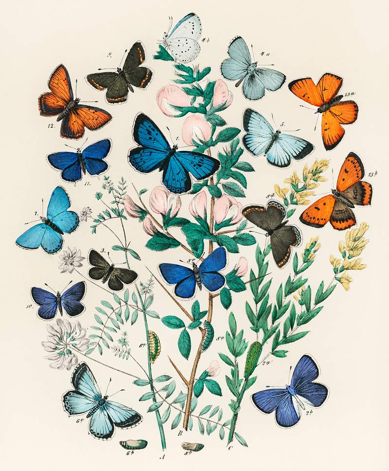 Illustrations from the book European Butterflies and Moths by William Forsell Kirby (1882), a kaleidoscope of fluttering…