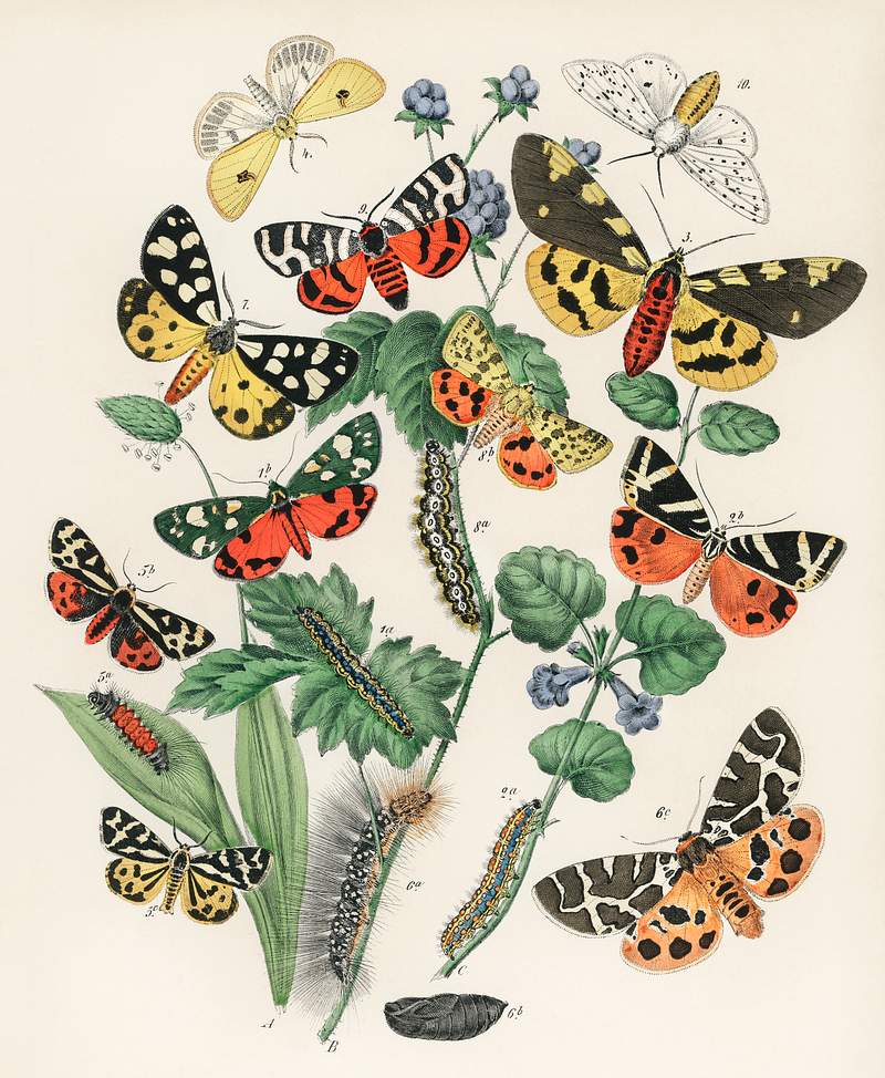 Illustrations from the book European Butterflies and Moths by William Forsell Kirby (1882), a kaleidoscope of fluttering…
