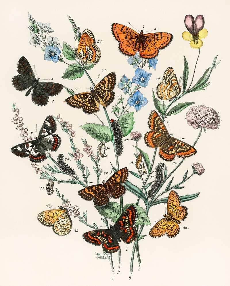 Illustrations from the book European Butterflies and Moths by William Forsell Kirby (1882), a kaleidoscope of fluttering…