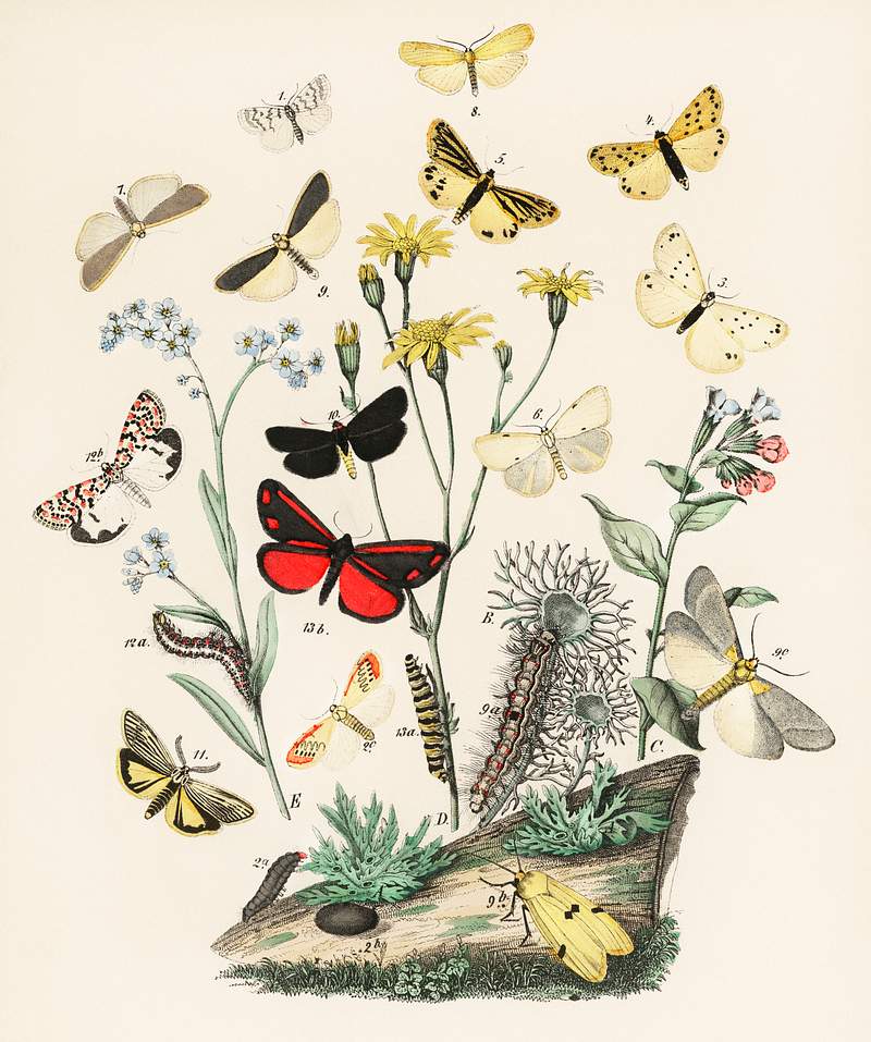 Illustrations from the book European Butterflies and Moths by William Forsell Kirby (1882), a kaleidoscope of fluttering…