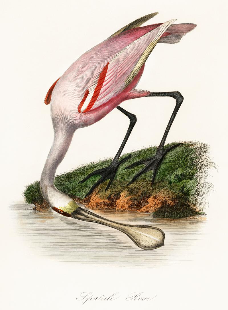Les Jardin des Plantes (The Garden of Plants) by Pierre Bernard and Louis Couaihac (1842), a roseate spoonbill by the water. Digitally enhanced from our own original plate. Les Jardin des Plantes (The Garden of Plants) by Pierre Bernard and Louis Couaihac (1842), a roseate spoonbill by the water.…