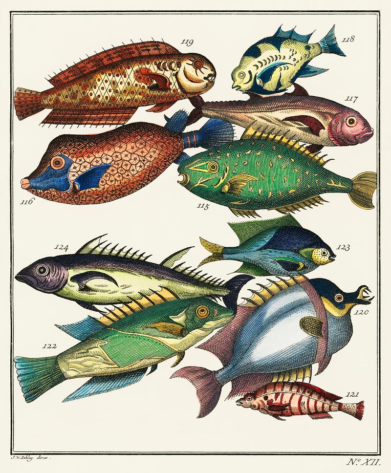 Histoire Generale des Voyages (1767) by J V Schley, a collage of colorful rare exotic fish. Digitally enhanced from our own original plate. Histoire Generale des Voyages (1767) by J V Schley, a collage of colorful rare exotic fish. Digitally enhanced from our own…