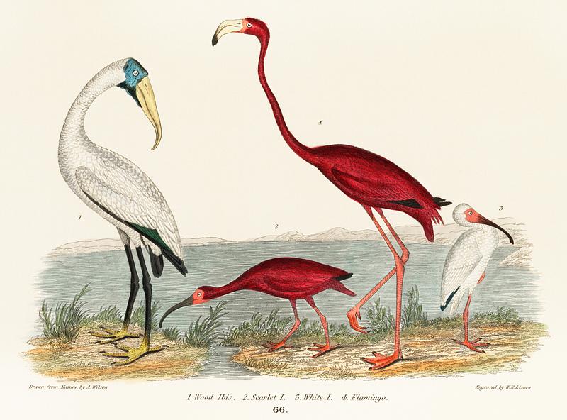 An illustration from a book of American Nature Literature and Illustration by Alexander Wilson (1843), a handcolored wood ibis and scarlet flamingo. Digitally enhanced from our own original plate. An illustration from a book of American Nature Literature and Illustration by Alexander Wilson (1843), a handcolored wood…