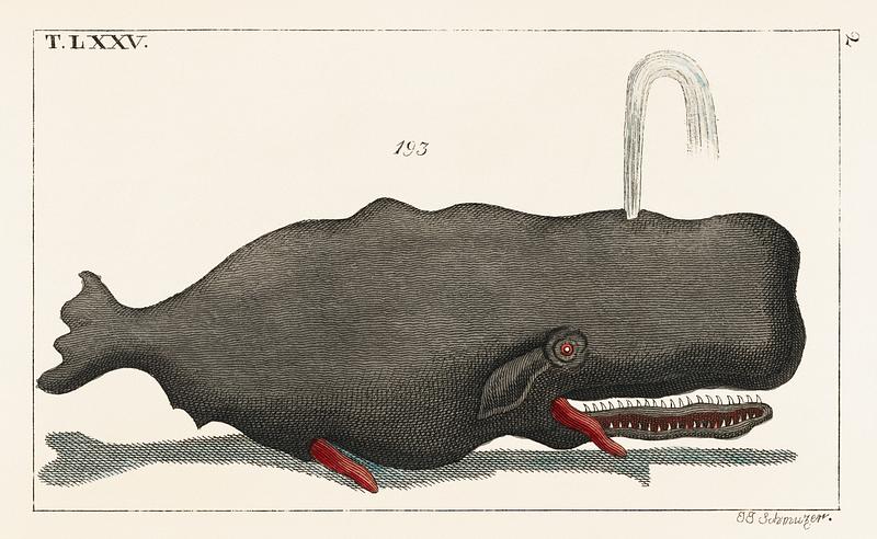 Entertainments from Natural History - Fish (1798), an erected sperm whale shooting up water through a blowhole. Digitally enhanced from our own original plate. Entertainments from Natural History - Fish (1798), an erected sperm whale shooting up water through a blowhole. Digitally…