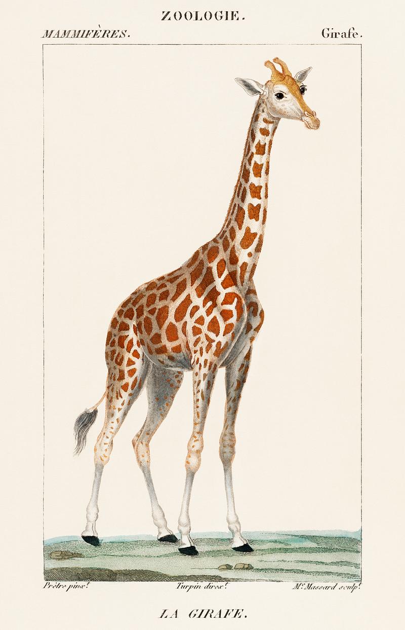 Illustration of a giraffe from Dictionnaire des Sciences Naturelles by Pierre Jean Francois Turpin (1840). Digitally enhanced from our own original plate. Illustration of a giraffe from Dictionnaire des Sciences Naturelles by Pierre Jean Francois Turpin (1840). Digitally enhanced…