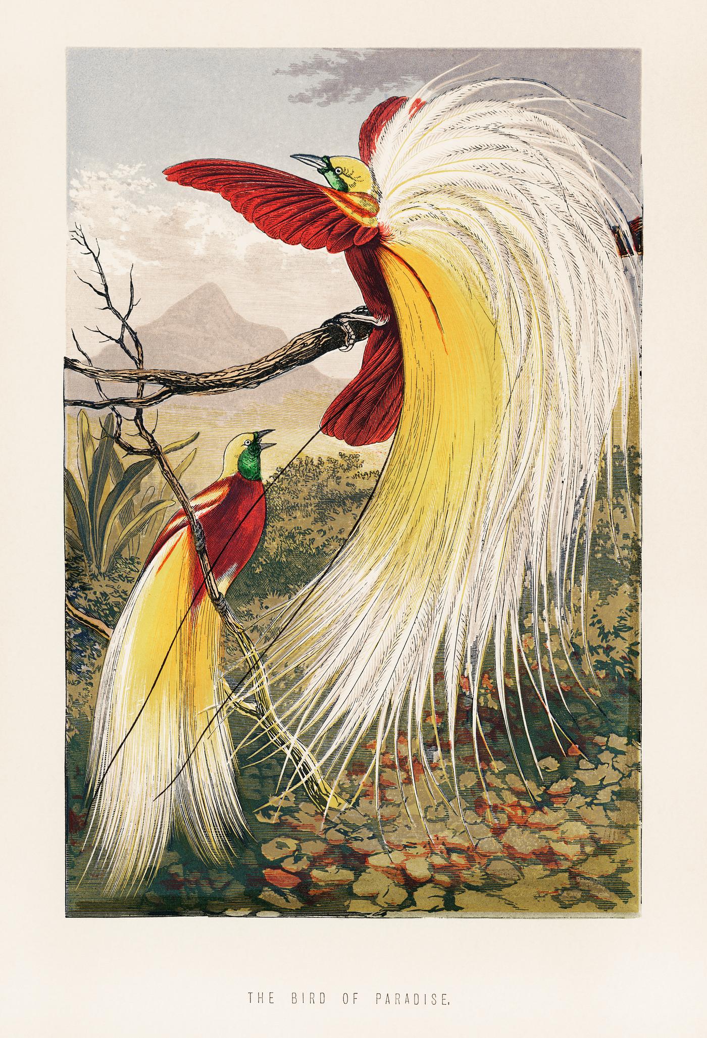 The Bird of Paradise by Benjamin Fawcett (1808-1893), two blindingly colorful birds full with feathers in paradise.... The Bird of Paradise by Benjamin Fawcett (1808-1893), two blindingly colorful birds full with feathers in paradise....