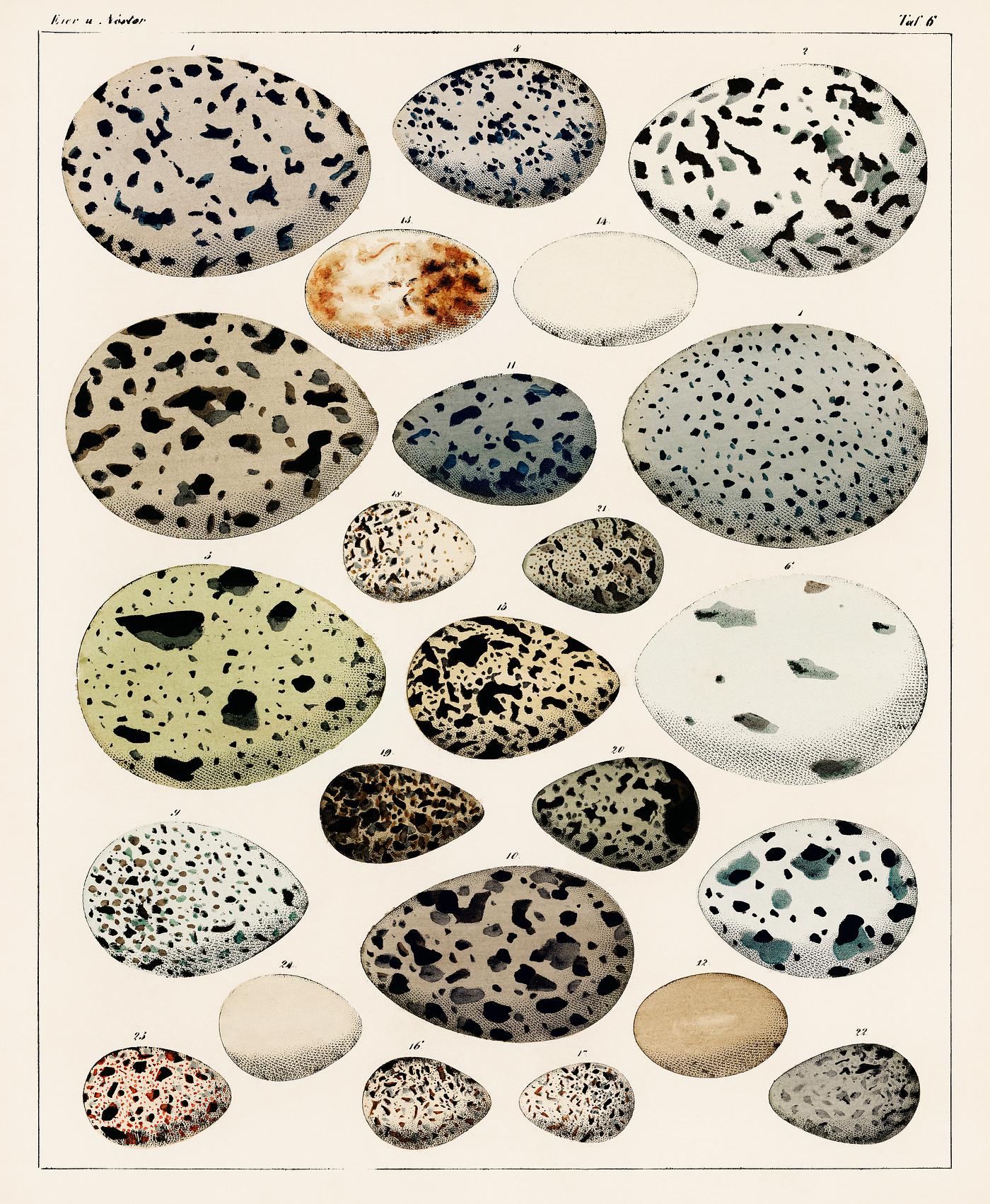 Oken Eggs - taf. 6 (1843) by Lorenz Oken (1779-1851), a collection of different eggs of different species of birds.... Oken Eggs - taf. 6 (1843) by Lorenz Oken (1779-1851), a collection of different eggs of different species of birds....