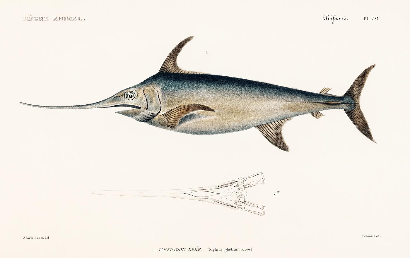 Le Regne Animal translated The Animal Kingdom (1836), a book by Georges Cuvier, a collage of colorful rare exotic fish.... Le Regne Animal translated The Animal Kingdom (1836), a book by Georges Cuvier, a collage of colorful rare exotic fish....