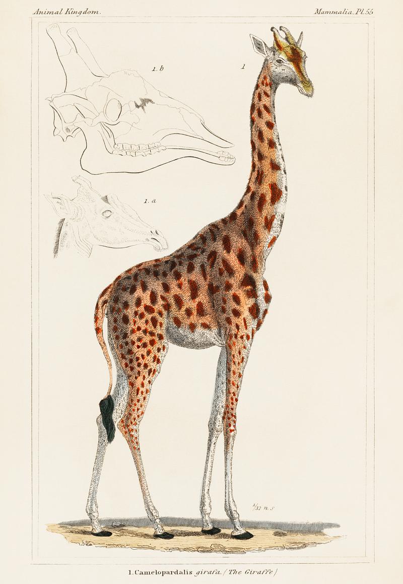 Camelopardis Giraffe - The Giraffe (1837) by Georges Cuvier (1769-1832), an illustration of a beautiful giraffe and sketches of its skull. Digitally enhanced from our own original plate. Camelopardis Giraffe - The Giraffe (1837) by Georges Cuvier (1769-1832), an illustration of a beautiful giraffe and sketches…