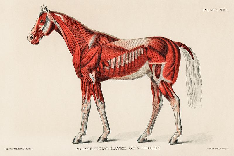 Superficial Layer of Muscles by an unknown artist (1904), a medical illustration of equine muscular system. Digitally enhanced from our own original plate. Superficial Layer of Muscles by an unknown artist (1904), a medical illustration of equine muscular system. Digitally…