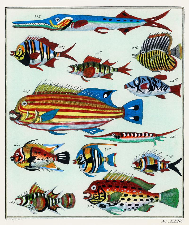 L’Histoire Générale des Voyages (1747-1780) by an unknown artist, a collage of colorful rare exotic fish. Digitally enhanced from our own original plate. L’Histoire Générale des Voyages (1747-1780) by an unknown artist, a collage of colorful rare exotic fish.…