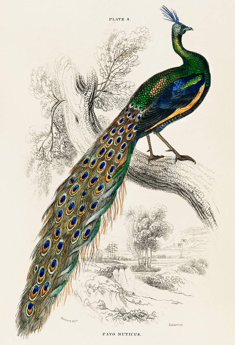Beautiful peafowl The Naturalist’s Library by Sir William Jardine (1836), a majestic male peafowl portrait. Digitally enhanced from our…