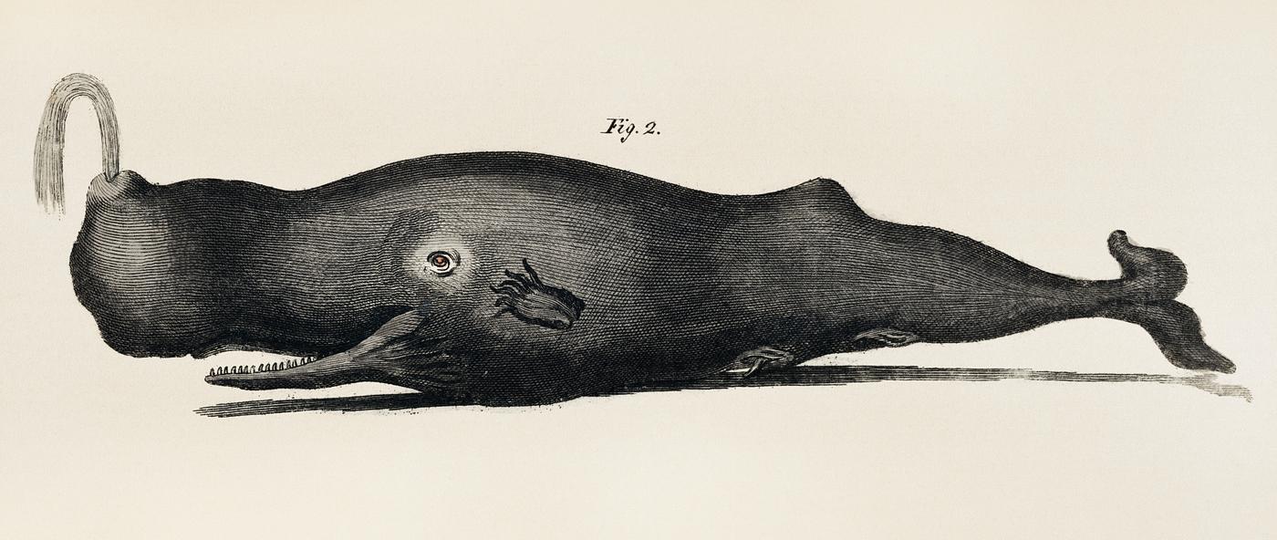 Toothed Whale, an adorable sperm whale shooting up water through a blowhole. Digitally enhanced from our own original plate. Toothed Whale, an adorable sperm whale shooting up water through a blowhole. Digitally enhanced from our own original plate.