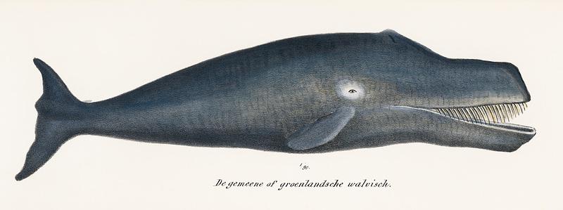 Bowhead Whale Whale Original Antique Ocean Marine Mammal Handcolored Sealife Lithograph. Digitally enhanced from our own original plate. Bowhead Whale Whale Original Antique Ocean Marine Mammal Handcolored Sealife Lithograph. Digitally enhanced from our own…