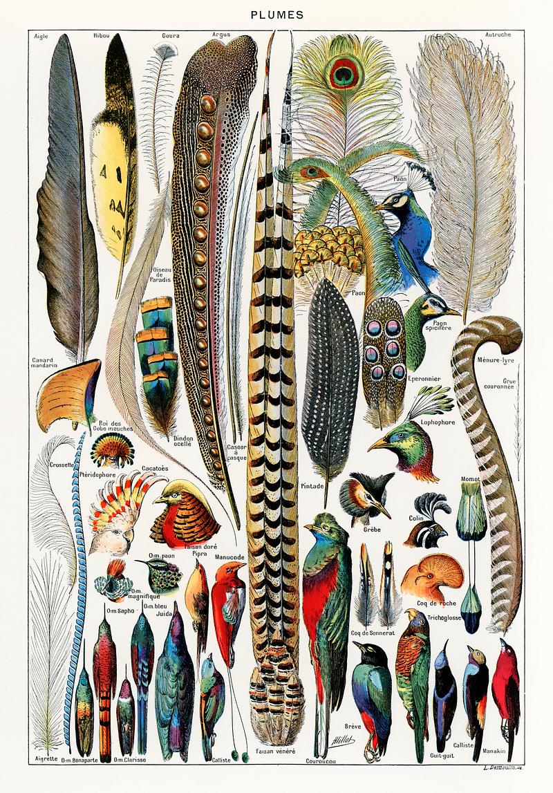 Plumes - Feathers (1900) by Adolphe Millot (1857-1921), a collection of different plume types. Digitally enhanced from our own original plate. Plumes - Feathers (1900) by Adolphe Millot (1857-1921), a collection of different plume types. Digitally enhanced from our…