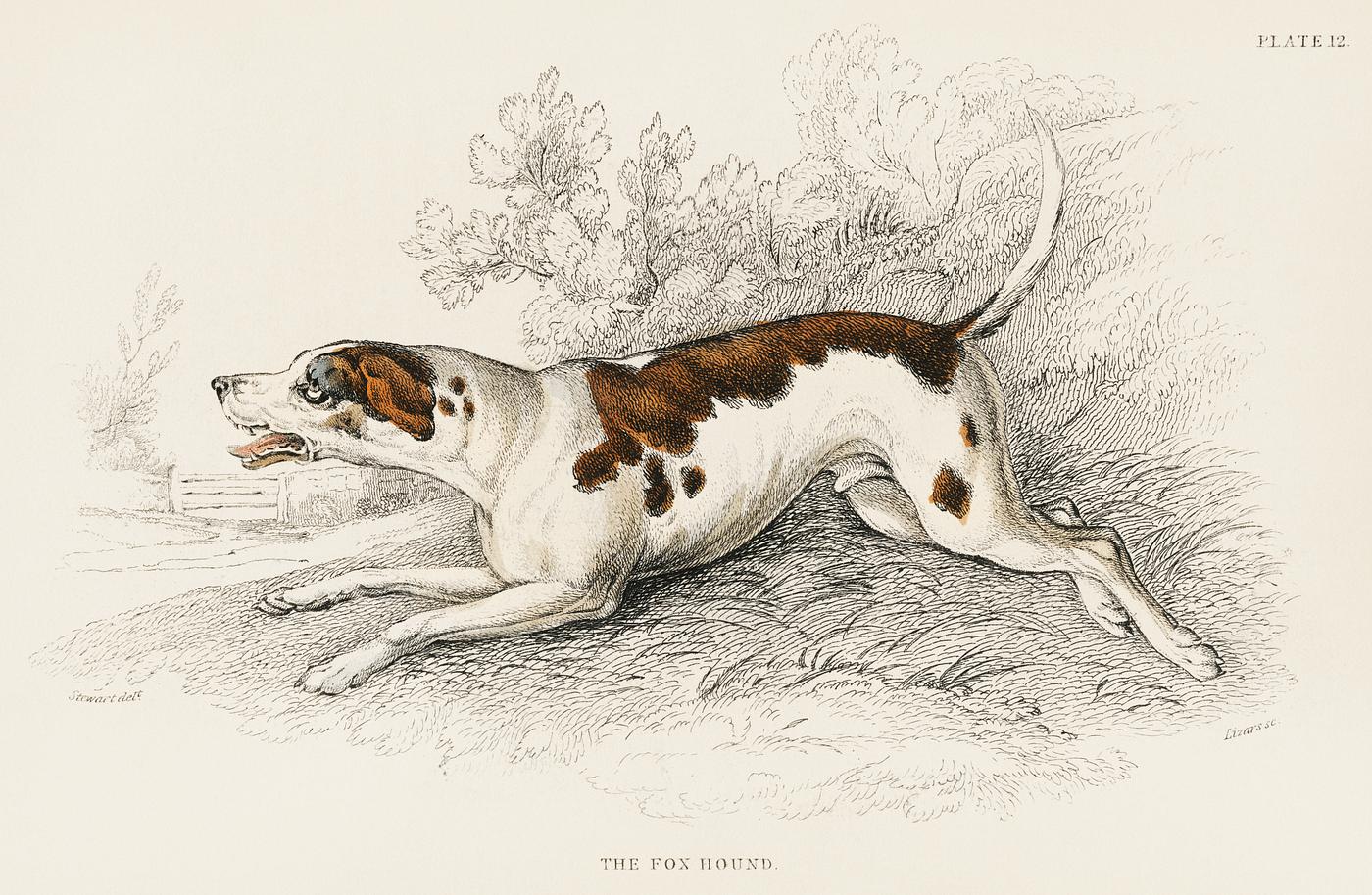 The Fox Hound by an unknown artist (1860), an anxious dog baring teeth. Digitally enhanced from our own original plate. The Fox Hound by an unknown artist (1860), an anxious dog baring teeth. Digitally enhanced from our own original plate.
