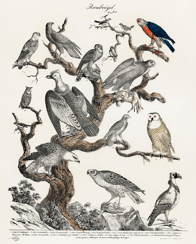 Raubvogel translated Birds of Prey (ca.1840), a lithograph of various birds of prey perched on a tree. Digitally enhanced from our own original plate. Raubvogel translated Birds of Prey (ca.1840), a lithograph of various birds of prey perched on a tree. Digitally enhanced…