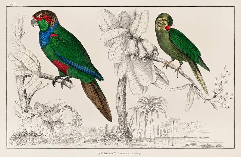 The History of the Earth and Animated Nature… | Free public domain illustration The History of the Earth and Animated Nature by Oliver Goldsmith (1774), a rare antique handcolored tableau of two parakeets.…