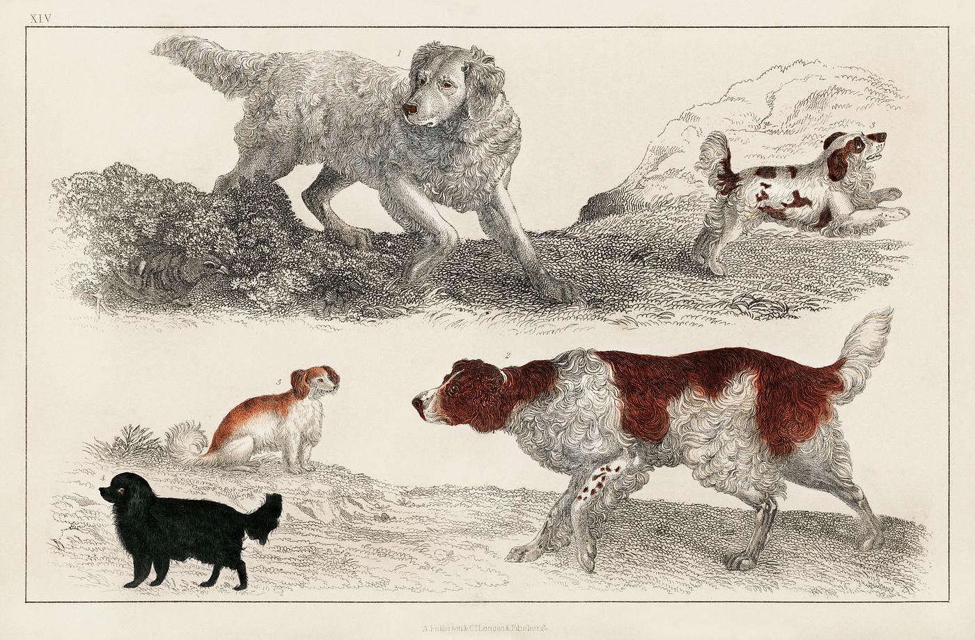 The History of the Earth and Animated Nature by Oliver Goldsmith (1848), a pack of energetic dogs and playful puppies.... The History of the Earth and Animated Nature by Oliver Goldsmith (1848), a pack of energetic dogs and playful puppies....