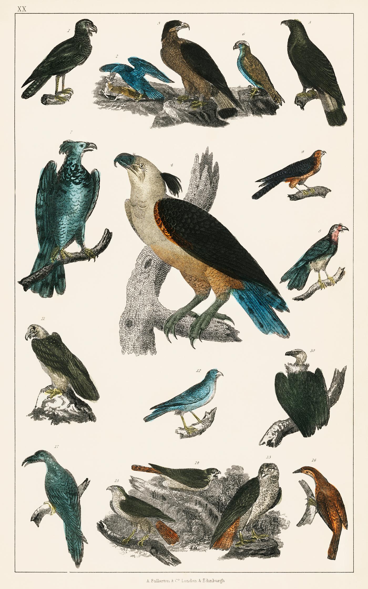 The History of the Earth and Animated Nature by Oliver Goldsmith (1774), a rare antique handcolored ornithology print of... The History of the Earth and Animated Nature by Oliver Goldsmith (1774), a rare antique handcolored ornithology print of...