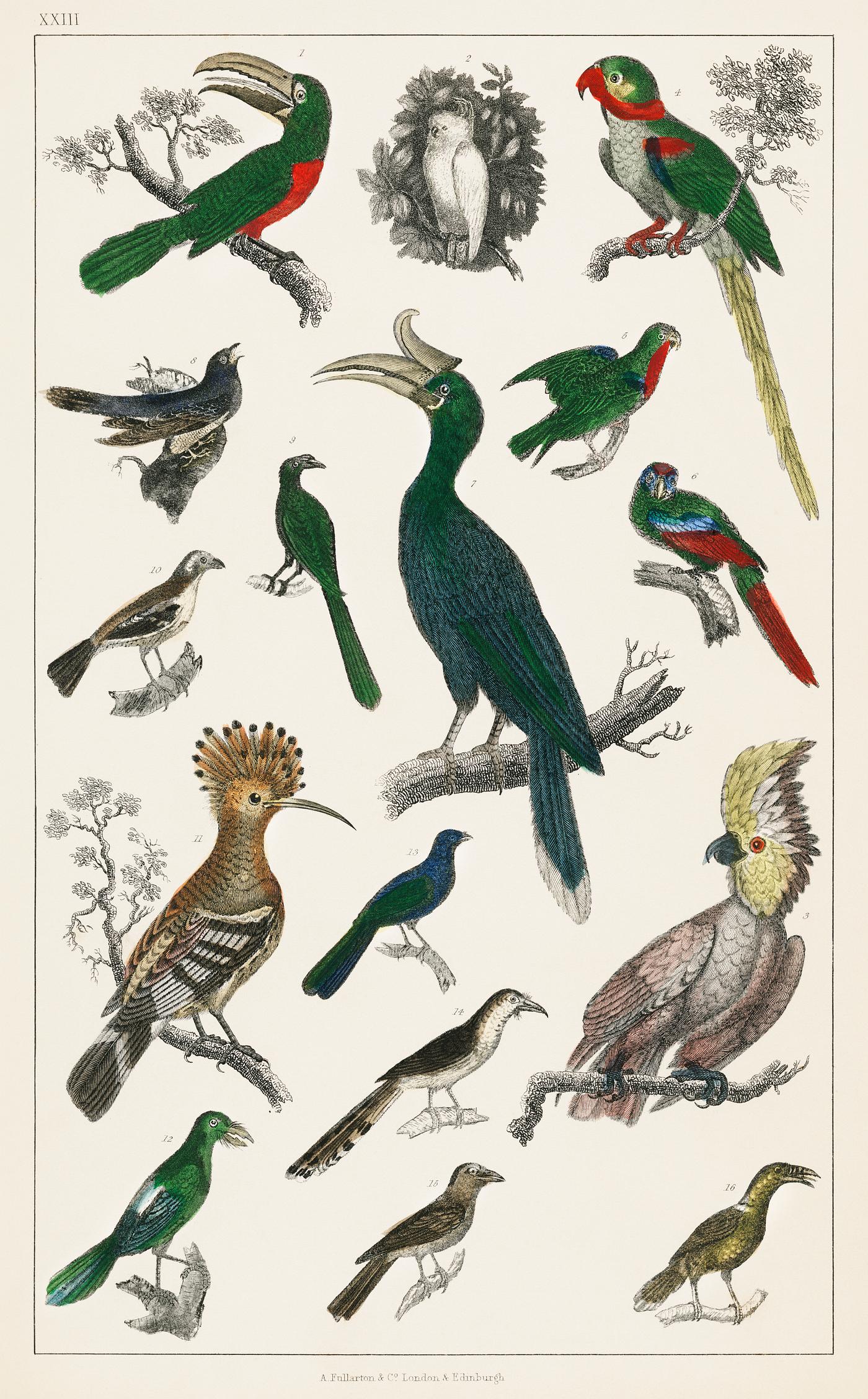 The History of the Earth and Animated Nature by Oliver Goldsmith (1774), a rare antique handcolored ornithology print of... The History of the Earth and Animated Nature by Oliver Goldsmith (1774), a rare antique handcolored ornithology print of...