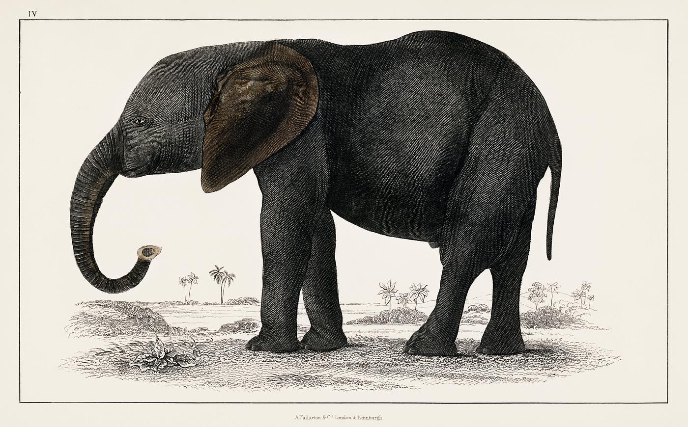 The History of the Earth and Animated Nature (1848) by Oliver Goldsmith (1728-1774), a portrait of a dark grey elephant.... The History of the Earth and Animated Nature (1848) by Oliver Goldsmith (1728-1774), a portrait of a dark grey elephant....